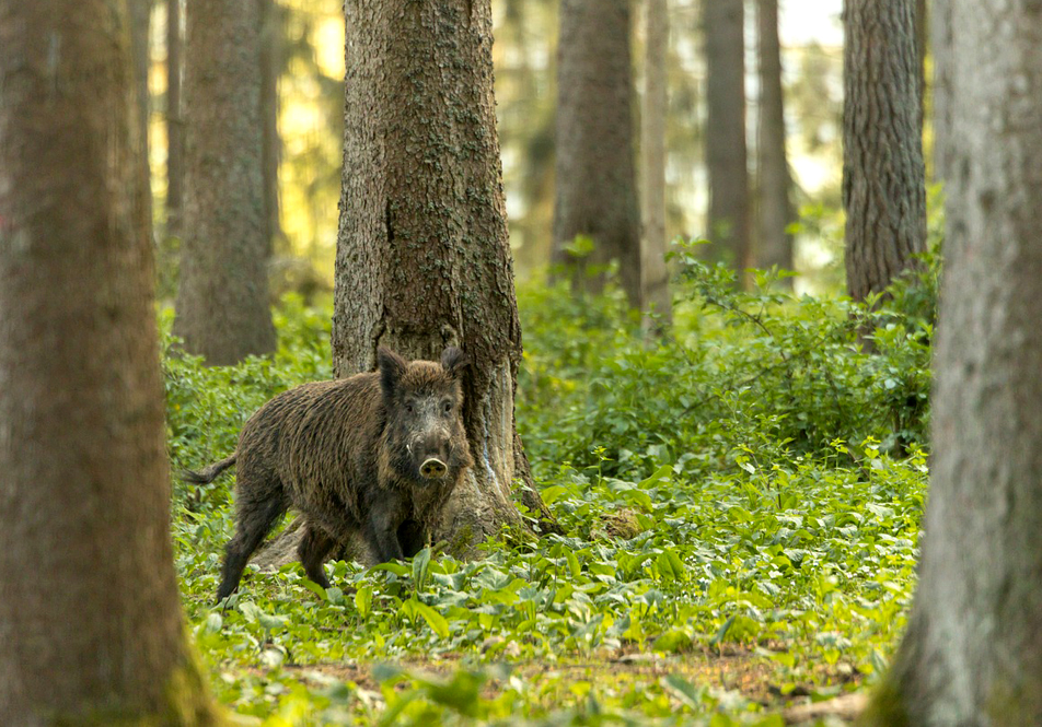 Batida Caza 11 Enero 2026