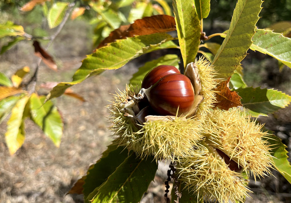 Fiesta del Magosto 2024