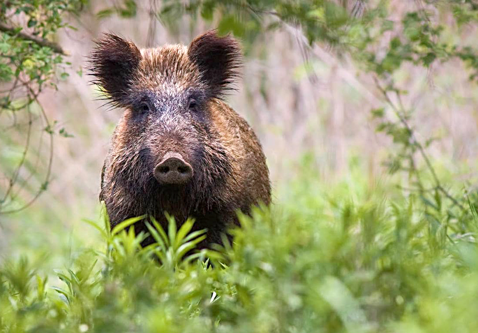 Batida Caza 1 Febrero 2026