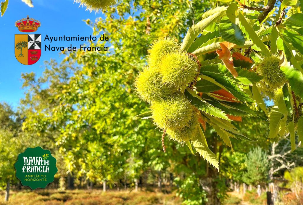 Fiesta del Magosto 2025