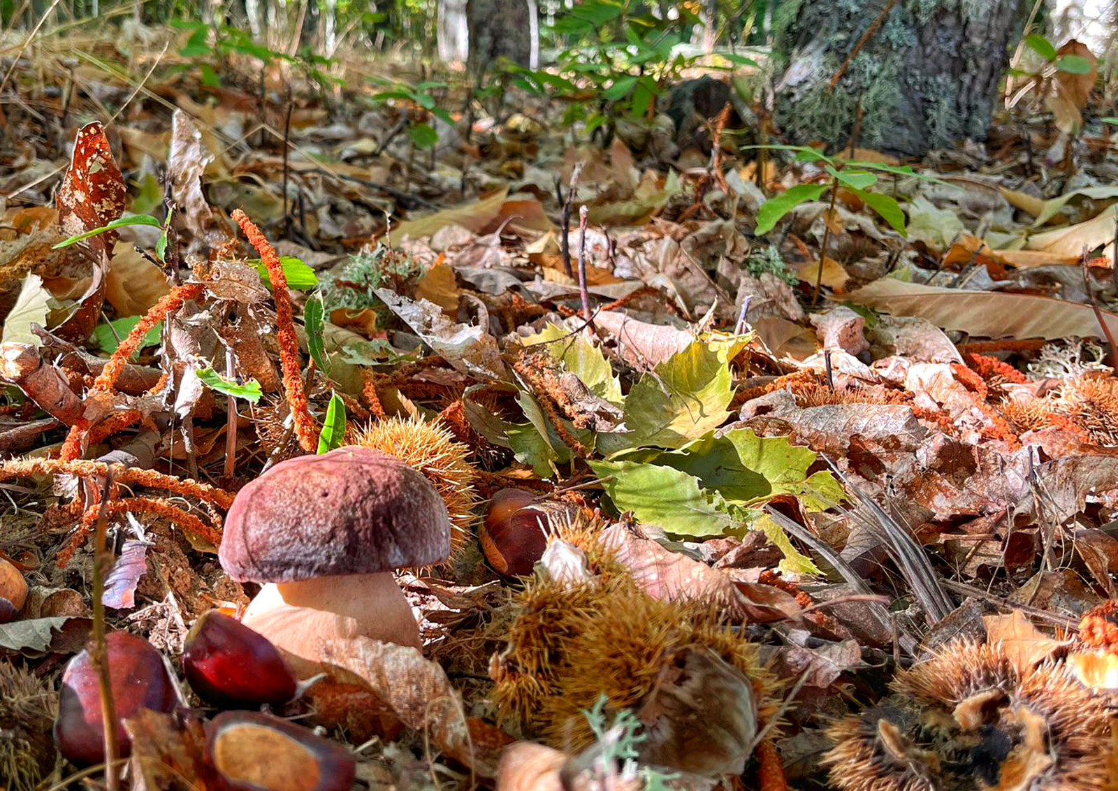 I I I Jornada Micológica Nava de Francia